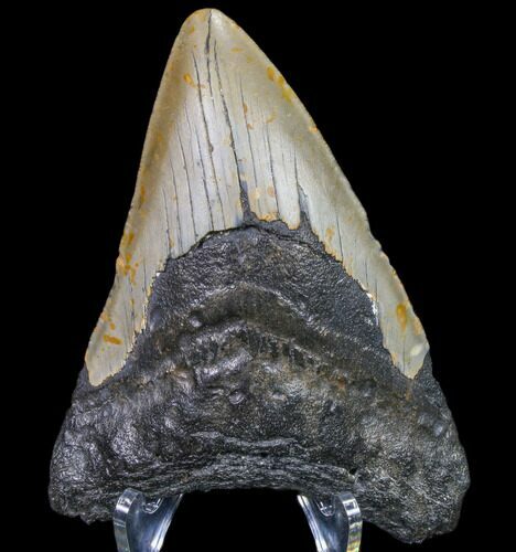 Bargain, Fossil Megalodon Tooth - North Carolina #80083
